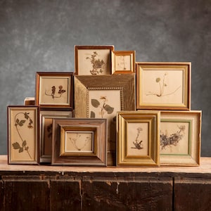 Conjunto antiguo de 1917 de 10 páginas de herbario sueco enmarcadas, plantas prensadas auténticas vintage, ejemplar botánico, arte mural floral escandinavo.
