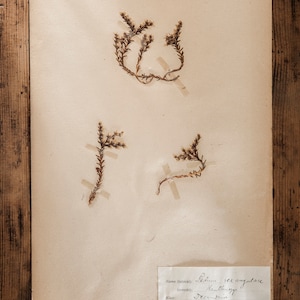 Antique 1909-1916 Pages suédoises dherbier, vintage Real Pressed Plants, Spécimen botanique, Art mural scandinave rétro, décor floral de 1 page 9