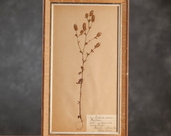 Ancienne page d'herbier suédois de 1921 dans un cadre, véritables plantes pressées vintage, spécimen botanique, art mural floral scandinave rétro