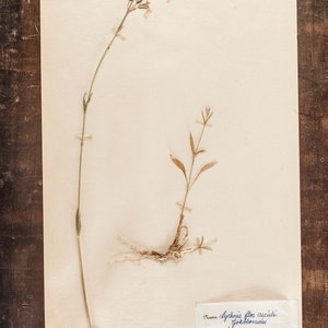 1 von 10 antiken schwedischen HERBARIUM Seiten, Vintage Echte Gepresste Pflanzen, Botanisches Exemplar, Retro Skandinavische Wandkunst Bild 10