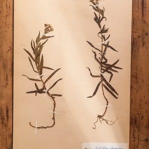 1 of 10 Antique Swedish 1940's HERBARIUM pages, Vintage Real Pressed Plants, Botanical Specimen, Retro Scandinavian Wall Art 5