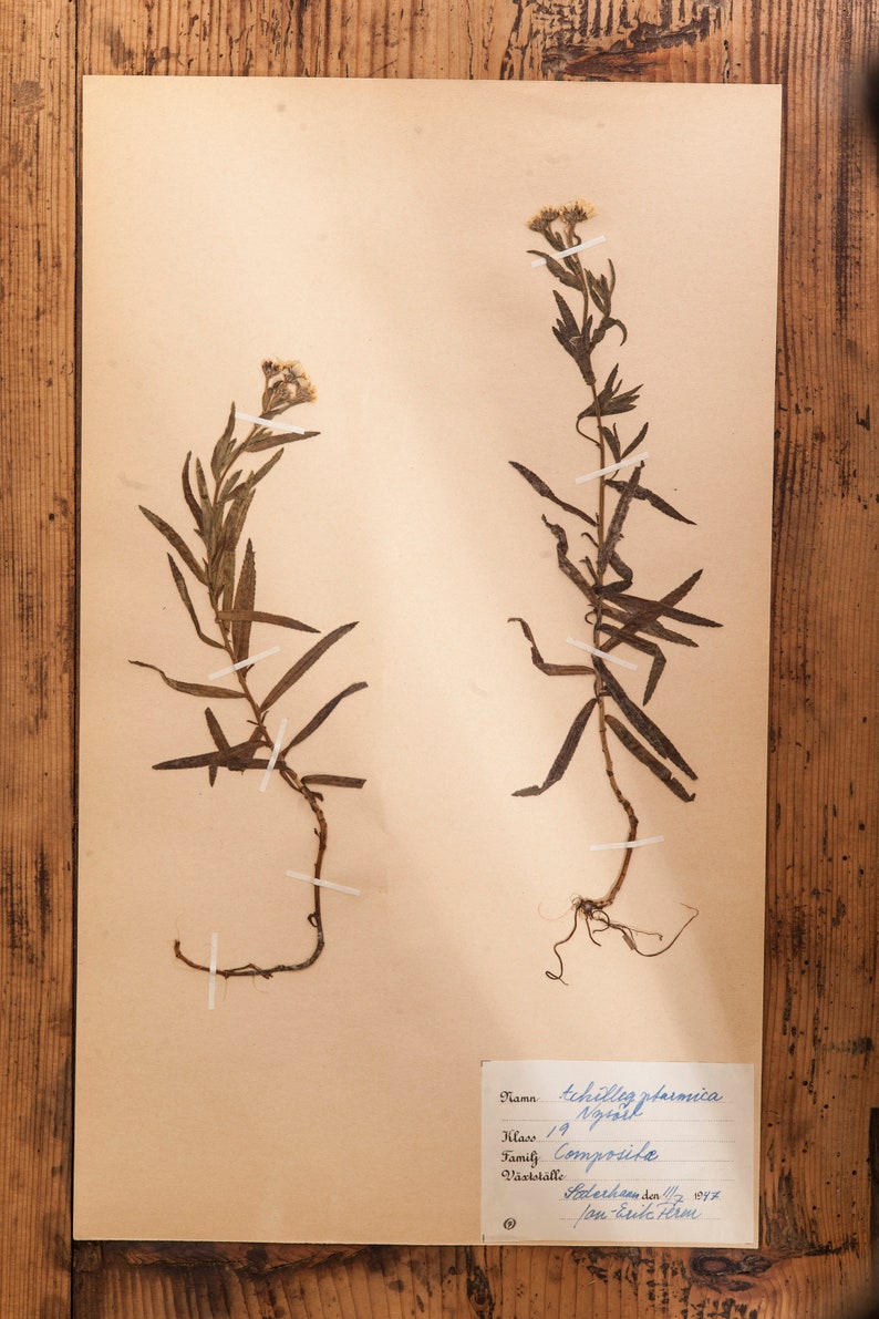 1 of 10 Antique Swedish 1940's HERBARIUM pages, Vintage Real Pressed Plants, Botanical Specimen, Retro Scandinavian Wall Art 5