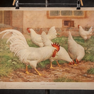 1 di 7 poster scolastici vintage degli anni '60, realizzati in Polonia, poster retrò per la classe con uccelli, decorazioni vintage per la cameretta dei bambini, polli, pavoni