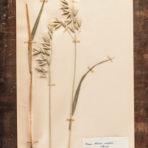 1 von 10 antiken schwedischen HERBARIUM Seiten, Vintage Echte Gepresste Pflanzen, Botanisches Exemplar, Retro Skandinavische Wandkunst Bild 2