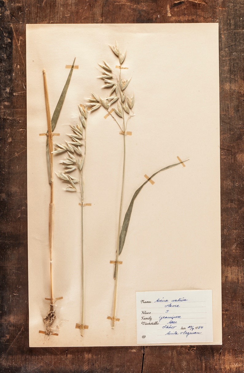 1 von 10 antiken schwedischen HERBARIUM Seiten, Vintage Echte Gepresste Pflanzen, Botanisches Exemplar, Retro Skandinavische Wandkunst Bild 2