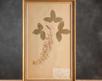 Ancienne page d'herbier suédois de 1922 dans un cadre doré, vraies plantes pressées vintage, spécimen botanique, art mural floral scandinave rétro