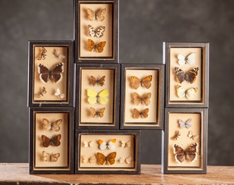1 di 8 Vetrina per entomologia vintage, scatole d'ombra per insetti anni '70/'80, esemplare di farfalla tassidermia, arredamento lepidopterista retrò