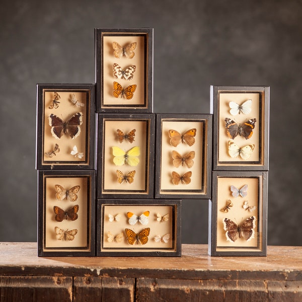 1 of 8 Vintage Entomology display case, Insect shadow boxes 1970s/1980s, Taxidermy butterfly speciment, retro lepidopterist decor