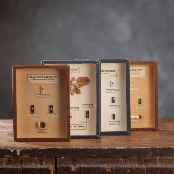 Vintage Display Case Etsy