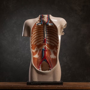 Vintage anatomisches Gipsmodell des menschlichen Körpers, Torso medizinische Kuriosität aus den 1960er Jahren, anatomisches handgemaltes Dekor der Mitte des Jahrhunderts