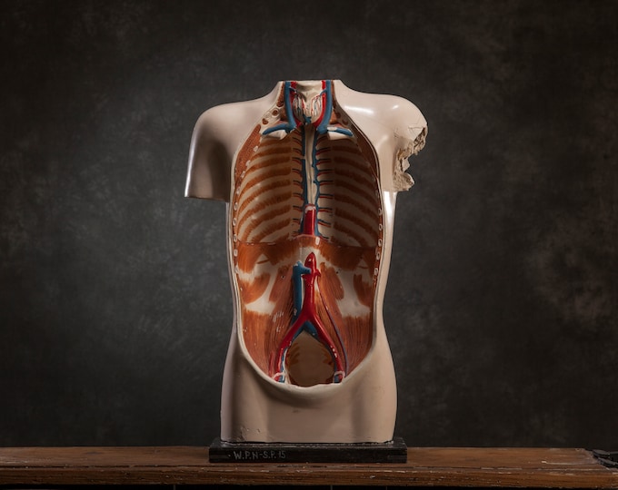 Real Torso Vintage Anatomical Plaster Model of Human Body, Real Size Torso Medical ...