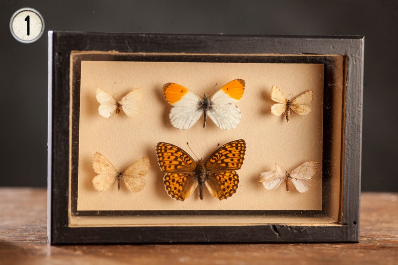 1 di 8 Vetrina per entomologia vintage, scatole d'ombra per insetti anni '70/'80, esemplare di farfalla tassidermia, arredamento lepidopterista retrò 1
