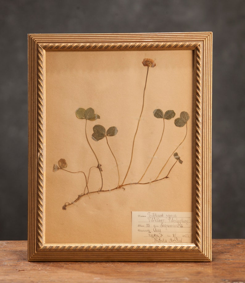 Ancienne page d'herbier suédoise de 1923 dans un cadre en bois, véritables plantes pressées vintage, spécimen botanique, art mural floral scandinave rétro image 3