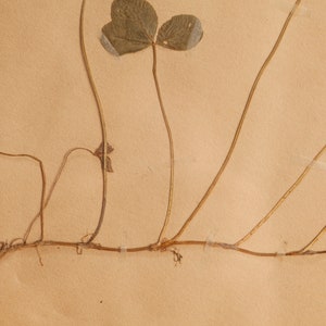 Ancienne page d'herbier suédoise de 1923 dans un cadre en bois, véritables plantes pressées vintage, spécimen botanique, art mural floral scandinave rétro image 5