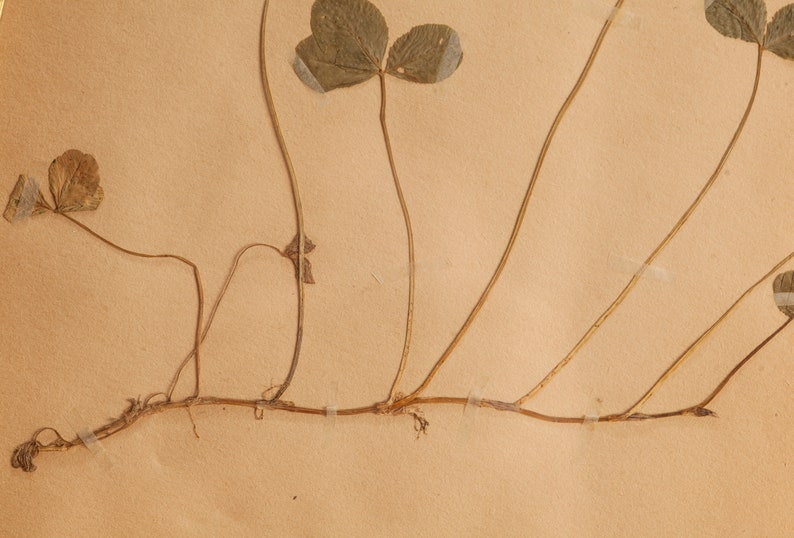 Ancienne page d'herbier suédoise de 1923 dans un cadre en bois, véritables plantes pressées vintage, spécimen botanique, art mural floral scandinave rétro image 5