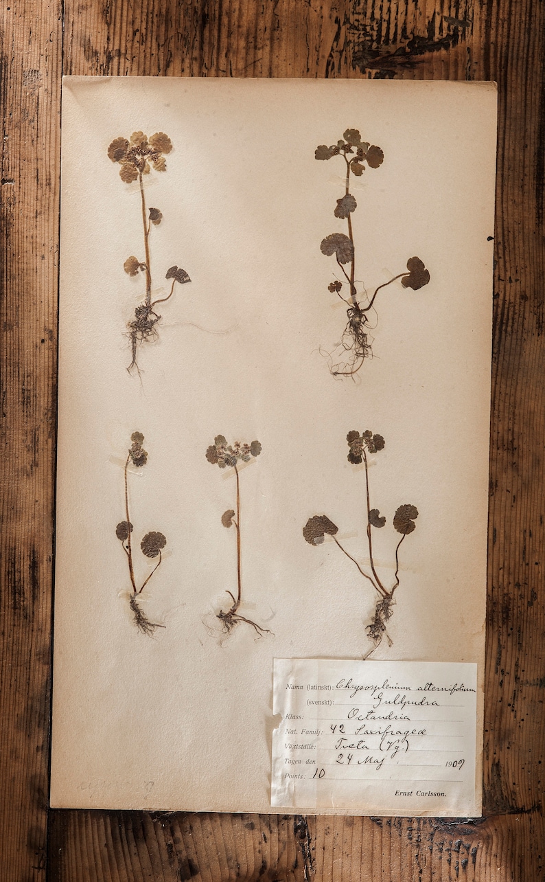 Antique 1909-1916 Pages suédoises dherbier, vintage Real Pressed Plants, Spécimen botanique, Art mural scandinave rétro, décor floral de 1 page 5