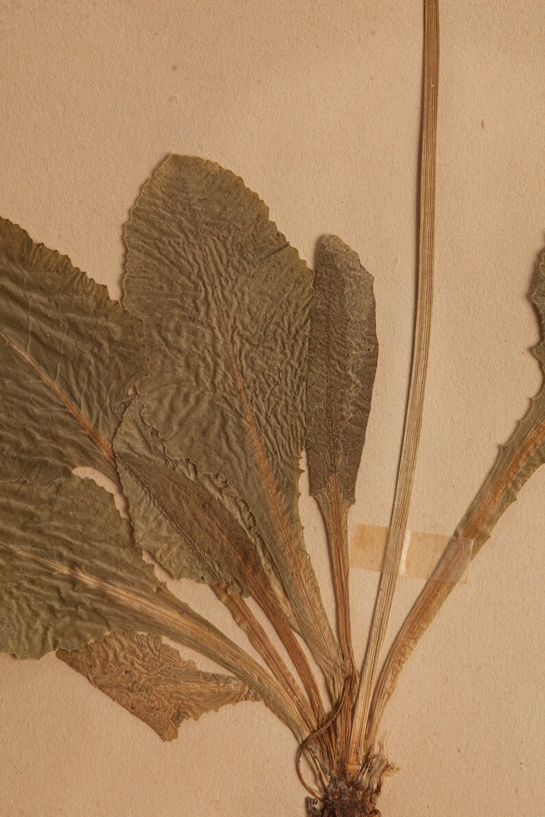 Ancienne page d'herbier suédoise de 1934 dans un cadre, véritables plantes pressées vintage, spécimen botanique, art mural floral scandinave image 5