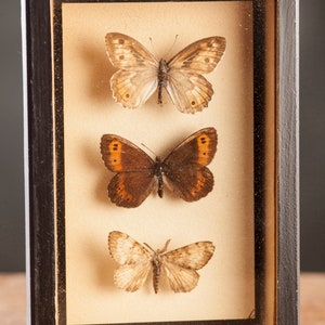1 di 8 Vetrina per entomologia vintage, scatole d'ombra per insetti anni '70/'80, esemplare di farfalla tassidermia, arredamento lepidopterista retrò 7