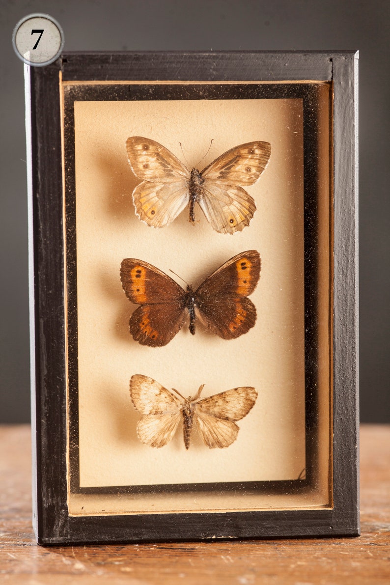 1 di 8 Vetrina per entomologia vintage, scatole d'ombra per insetti anni '70/'80, esemplare di farfalla tassidermia, arredamento lepidopterista retrò 7