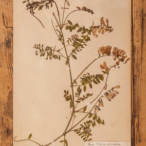 Pagine antiche di ERBARIO svedese degli anni '20, piante vere pressate d'epoca, esemplari botanici, arte murale scandinava retrò, 1 pagina
