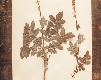 1 von 10 antiken schwedischen HERBARIUM Seiten, Vintage Echte Gepresste Pflanzen, Botanisches Exemplar, Retro Skandinavische Wandkunst