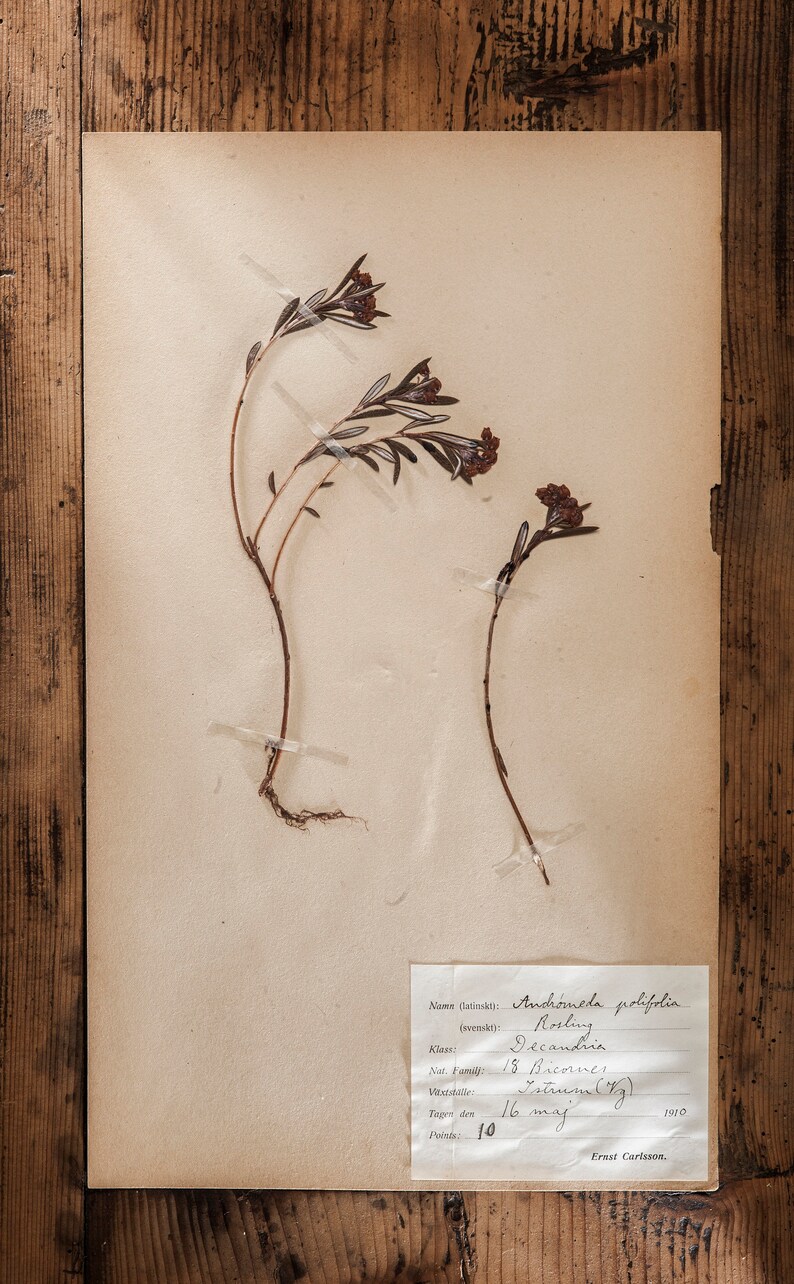 Antique 1909-1916 Pages suédoises dherbier, vintage Real Pressed Plants, Spécimen botanique, Art mural scandinave rétro, décor floral de 1 page 2