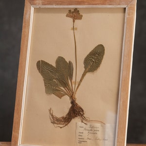 Ancienne page d'herbier suédoise de 1934 dans un cadre, véritables plantes pressées vintage, spécimen botanique, art mural floral scandinave image 2