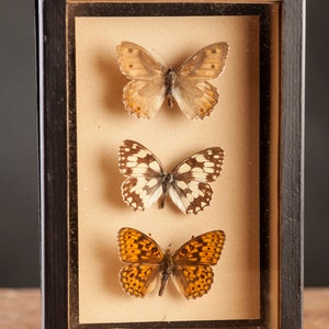 1 di 8 Vetrina per entomologia vintage, scatole d'ombra per insetti anni '70/'80, esemplare di farfalla tassidermia, arredamento lepidopterista retrò 2