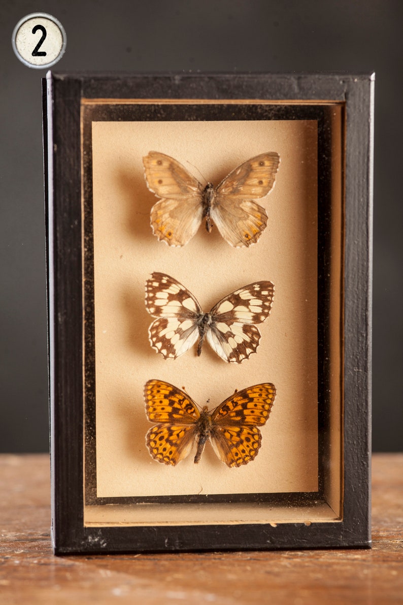 1 di 8 Vetrina per entomologia vintage, scatole d'ombra per insetti anni '70/'80, esemplare di farfalla tassidermia, arredamento lepidopterista retrò 2