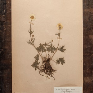 Antiche pagine dell'erbario svedese del 1920, piante pressate reali vintage, esemplare botanico, arte murale scandinava retrò, 1 pagina