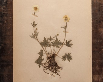 Pages d’HERBIER suédois antique des années 1920, plantes pressées réelles vintage, spécimen botanique, art mural scandinave rétro, 1 page