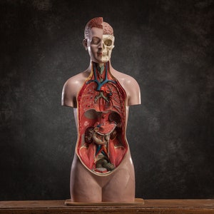 Vintage anatomisches Modell des menschlichen Körpers, Originalgröße Torso medizinische Kuriosität aus den 1950er Jahren, Mid Century anatomisches handbemaltes Dekor