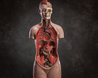 Modello anatomico vintage del corpo umano, curiosità medica del torso a grandezza reale degli anni '50, arredamento anatomico dipinto a mano della metà del secolo