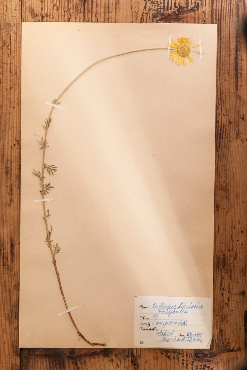 1 of 10 Antique Swedish 1940's HERBARIUM pages, Vintage Real Pressed Plants, Botanical Specimen, Retro Scandinavian Wall Art 4