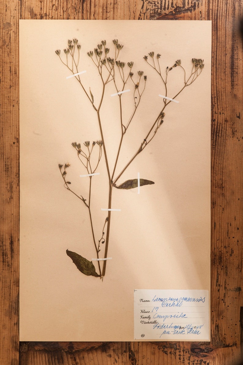 1 of 10 Antique Swedish 1940's HERBARIUM pages, Vintage Real Pressed Plants, Botanical Specimen, Retro Scandinavian Wall Art 1