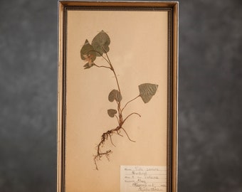 Ancienne page d'herbier suédois de 1922 dans un cadre, véritables plantes pressées vintage, spécimen botanique, art mural floral scandinave rétro