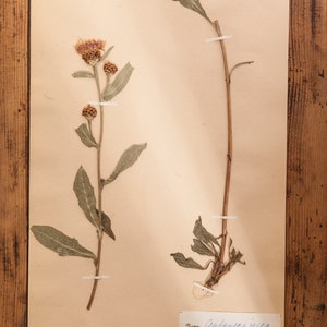 1 of 10 Antique Swedish 1940's HERBARIUM pages, Vintage Real Pressed Plants, Botanical Specimen, Retro Scandinavian Wall Art 2