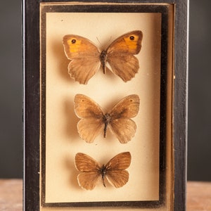 1 di 8 Vetrina per entomologia vintage, scatole d'ombra per insetti anni '70/'80, esemplare di farfalla tassidermia, arredamento lepidopterista retrò 3