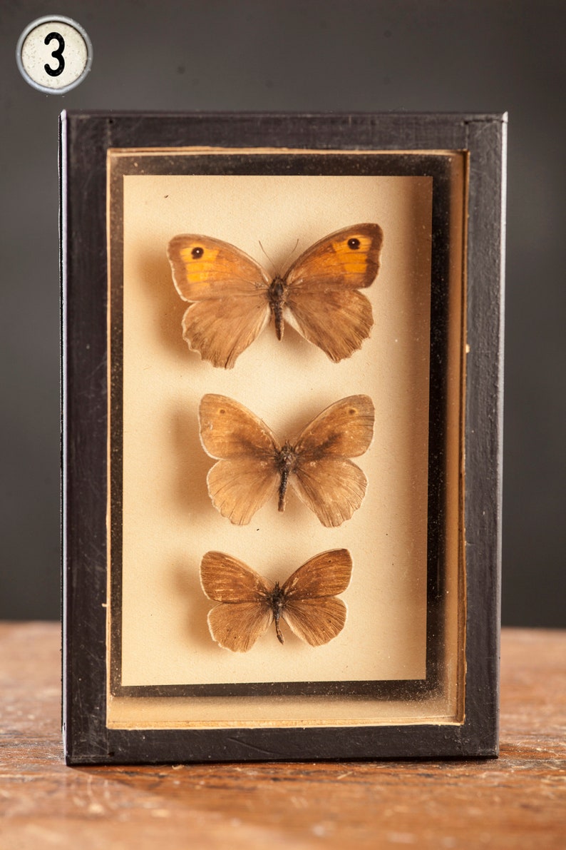1 di 8 Vetrina per entomologia vintage, scatole d'ombra per insetti anni '70/'80, esemplare di farfalla tassidermia, arredamento lepidopterista retrò 3