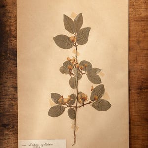 Páginas antiguas de HERBARIUM sueco de 1916, plantas prensadas reales vintage, espécimen botánico, arte de pared retro escandinavo, decoración floral de 1 página