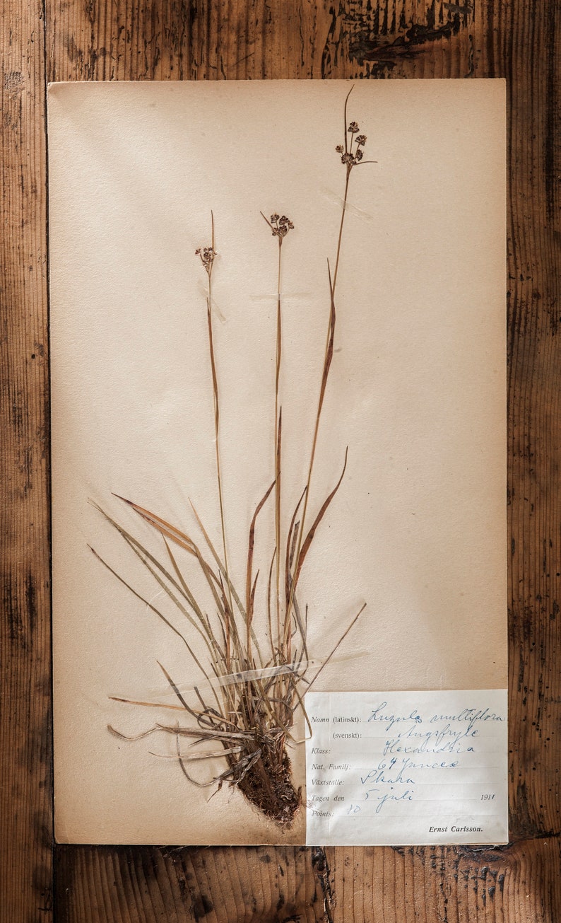 Antique 1909-1916 Pages suédoises dherbier, vintage Real Pressed Plants, Spécimen botanique, Art mural scandinave rétro, décor floral de 1 page 7