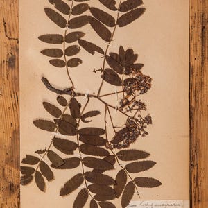 Pages antiques de l'herbier suédois des années 1920, vraies plantes pressées vintage, spécimen botanique, art mural scandinave rétro, 1 page