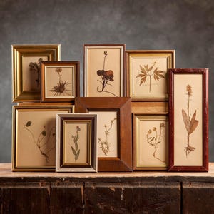 Conjunto antiguo de 9 páginas de herbario sueco de 1917 enmarcadas. Plantas prensadas auténticas de época, ejemplar botánico, arte mural floral escandinavo.