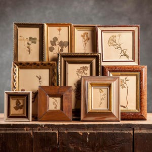 Set antico del 1917 di 10 pagine di ERBARIO svedese in cornice, piante vere pressate d'epoca, esemplari botanici, arte floreale scandinava da parete
