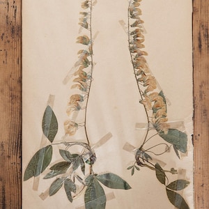 1 di 10 pagine di ERBARIO antico svedese degli anni '30, piante vere pressate d'epoca, esemplari botanici, arte murale scandinava retrò