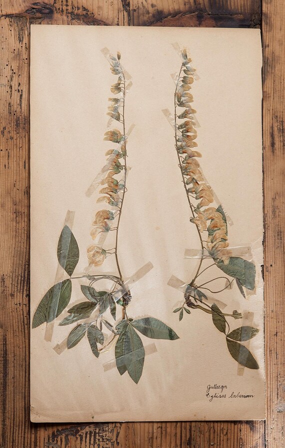 1 of 10 Antique Swedish 1930's HERBARIUM pages, Vintage Real Pressed Plants, Botanical Specimen, Retro Scandinavian Wall Art