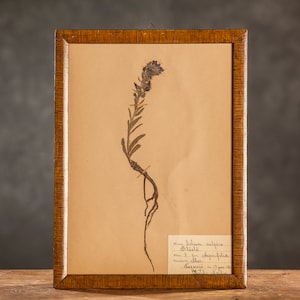 Antica pagina HERBARIUM svedese del 1921 in cornice, piante pressate reali vintage, esemplari botanici, arte murale floreale scandinava retrò