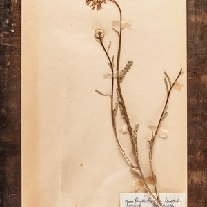 1 of 10 Antique Swedish 1950's HERBARIUM pages, Vintage Real Pressed Plants, Botanical Specimen, Retro Scandinavian Wall Art image 4