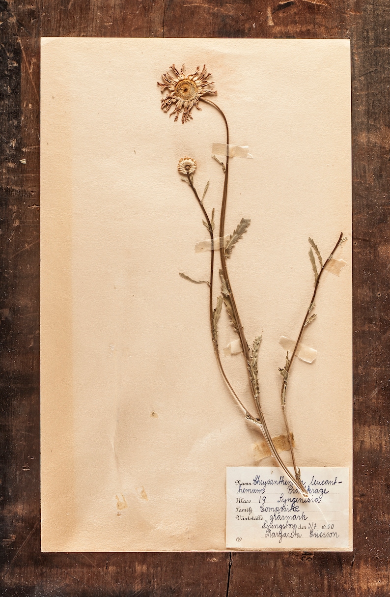 1 von 10 antiken schwedischen HERBARIUM Seiten, Vintage Echte Gepresste Pflanzen, Botanisches Exemplar, Retro Skandinavische Wandkunst Bild 4