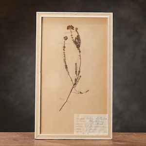 Antica pagina HERBARIUM svedese del 1910 in grande cornice dorata, piante pressate reali vintage, esemplari botanici, arte murale floreale scandinava retrò
